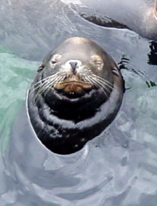 Sea Lion Wisdom